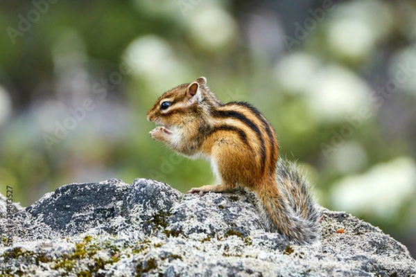 Obraz 食事中のエゾシマリス