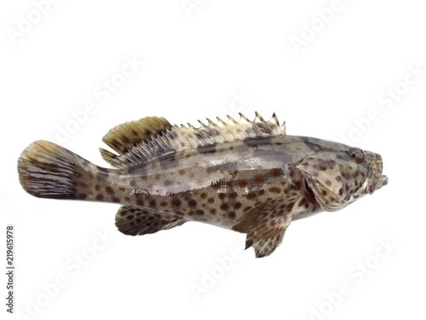 Obraz Estaury grouper fish,Malabar rock cod 