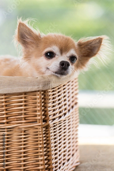 Fototapeta チワワ