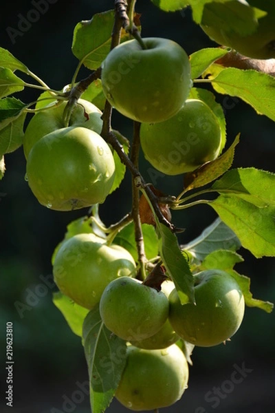 Fototapeta Apple, ecological production in the region of Noszvaj, Hungary. Grapes, apples, pears.