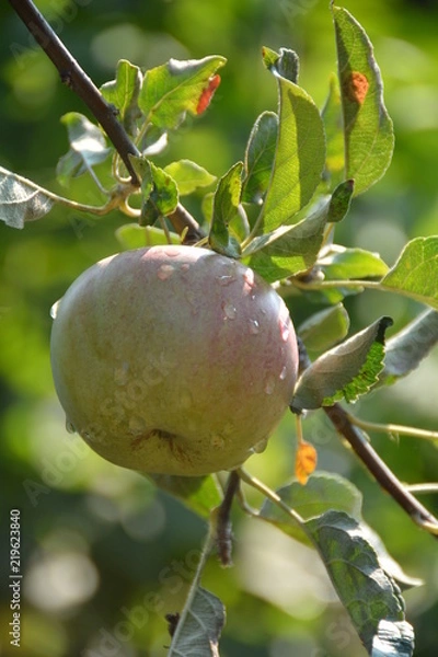 Fototapeta Apple, ecological production in the region of Noszvaj, Hungary. Grapes, apples, pears.