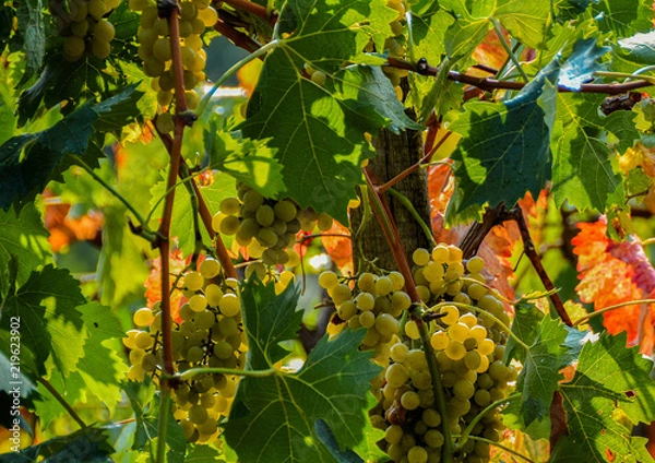 Fototapeta Grapes. Ecological production in the region of Noszvaj, Hungary. Grapes, apples, pears.