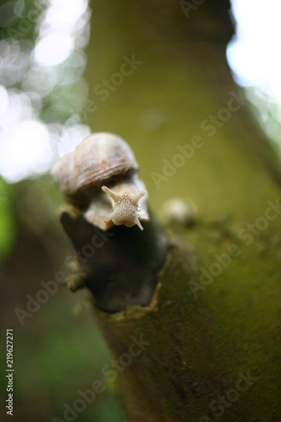Fototapeta Schnecke