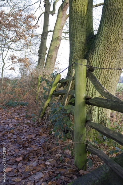 Obraz woodland scene.