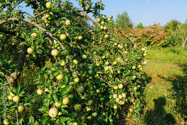 Fototapeta large spelled apples grow on branches of trees.