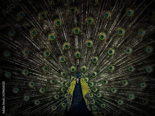 Obraz beautiful male peacock with open tail