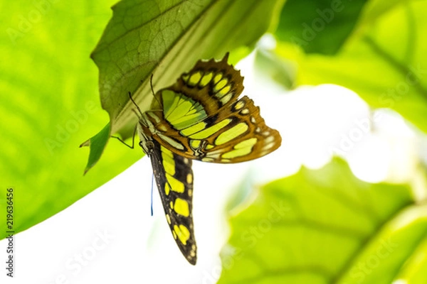 Fototapeta Schmetterling