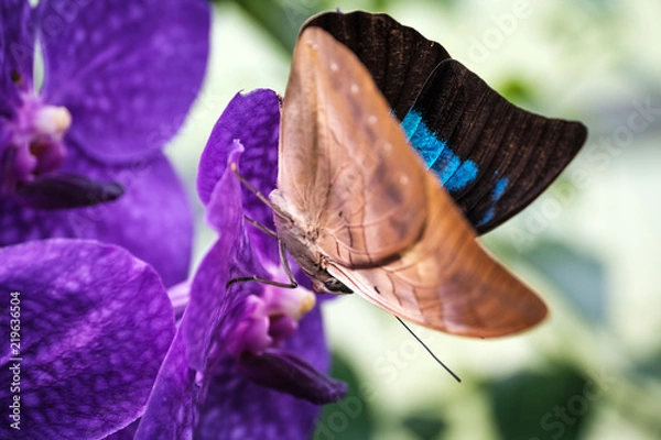 Fototapeta Schmetterling