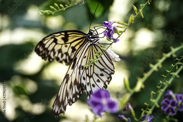 Fototapeta Schmetterling