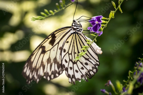 Fototapeta Schmetterling