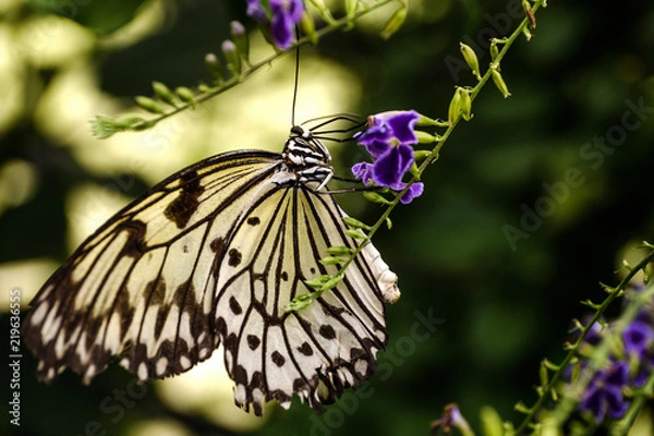 Fototapeta Schmetterling
