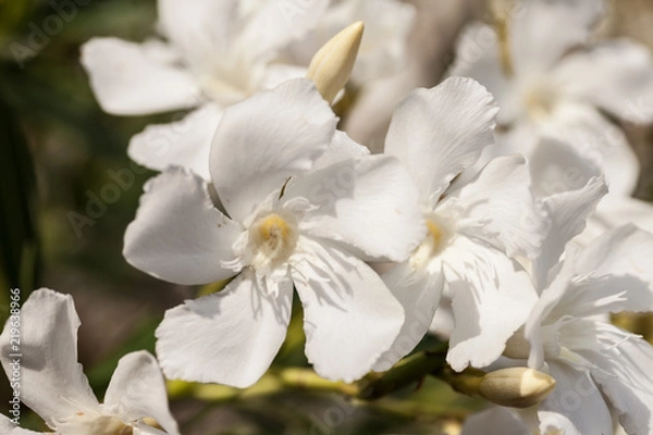 Fototapeta Orleanders (Nerium oleander)
