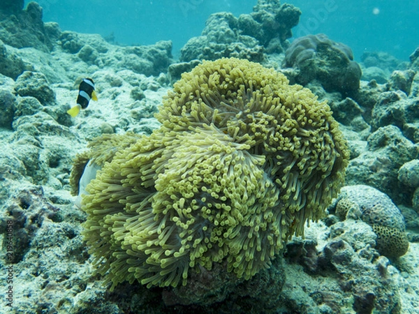 Obraz クマノミ　モルディブの海中