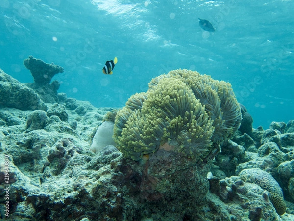 Obraz クマノミ　モルディブの海中