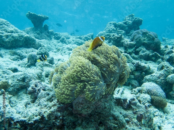 Obraz クマノミ　モルディブの海中