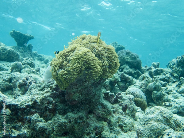 Fototapeta クマノミ　モルディブの海中