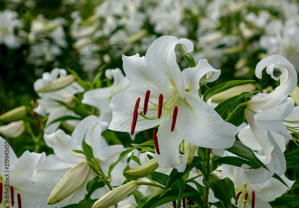 Obraz カサブランカ