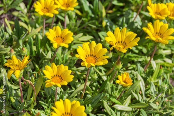 Fototapeta ガザニア