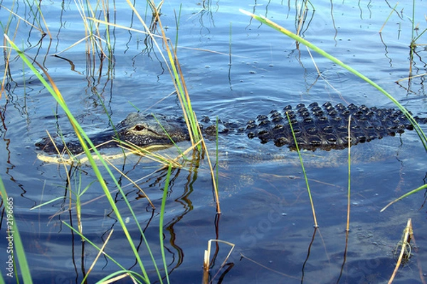 Fototapeta alligator 25
