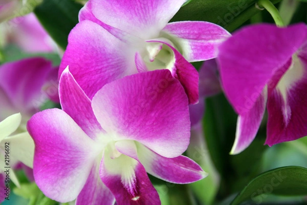 Fototapeta orchids 1
