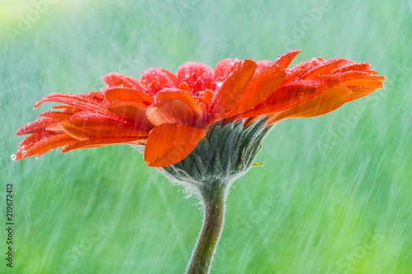 Obraz Orange gerbera in the rain.