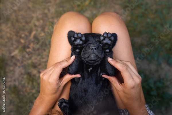 Fototapeta młody ładny czarny labrador retriever pies szczeniak śpi na kobiecie z pięknymi małymi łapami