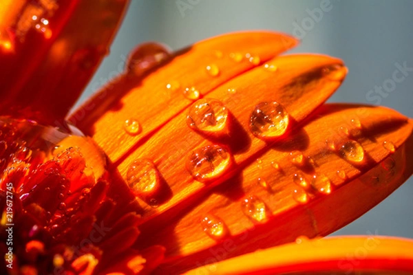 Obraz Water drops on Orange daisy.