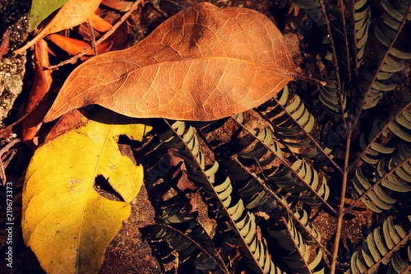 Obraz autumn leaves background