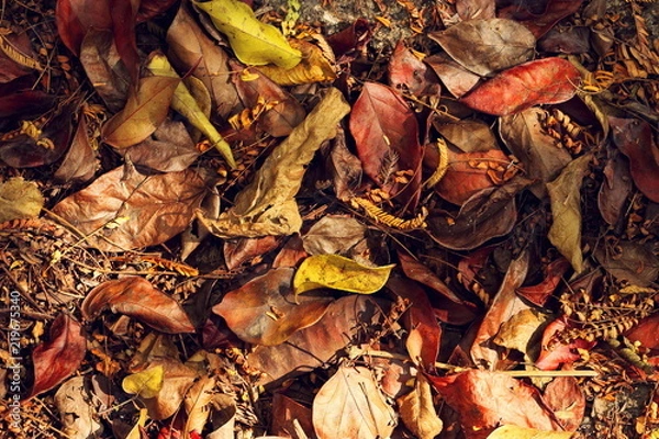 Obraz leaves on the ground