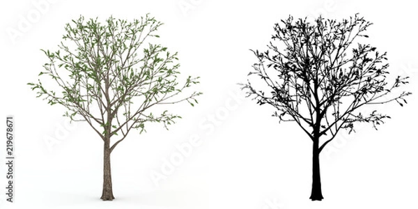 Obraz A tree with alpha mask isolated on white background.