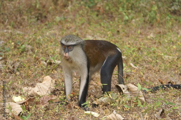 Obraz Mona Meerkatze