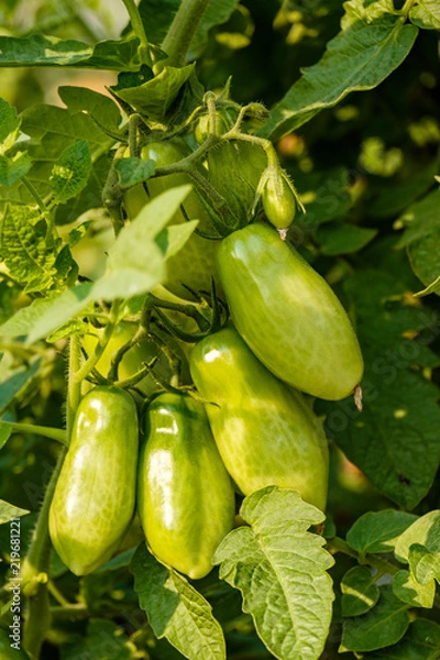 Fototapeta bunch of fresh long green tomatoes hanging on the branch under the sun in the garden