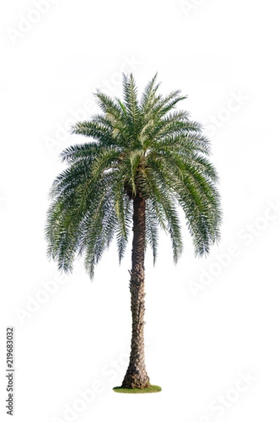 Fototapeta one palm tree isolated on white background with clipping path for nature decoration design.