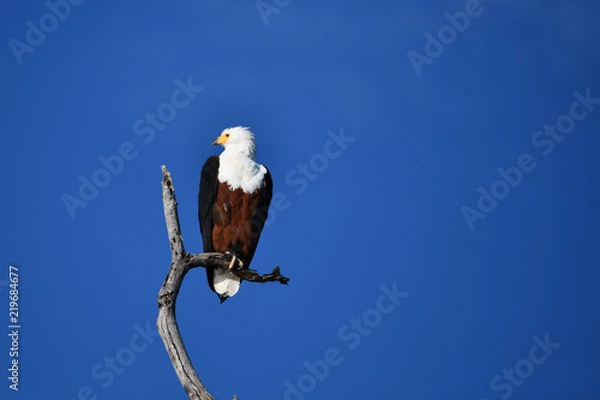 Obraz Fish Eagle Chobe River