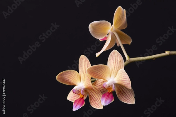 Obraz Orchids Against A Black Background