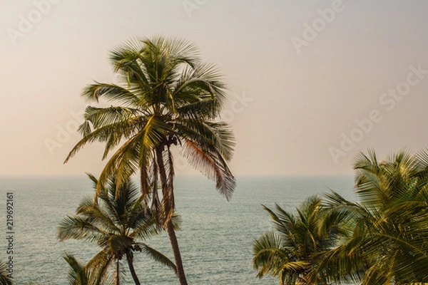 Fototapeta Palm Trees in Front of the Ocean