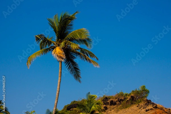 Fototapeta Palm Tree on the Mountain
