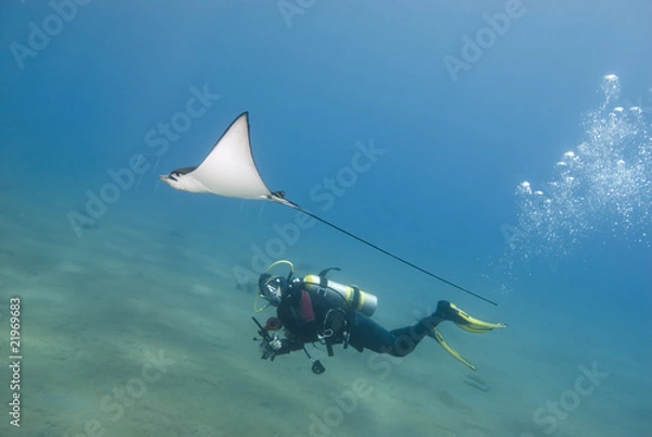 Obraz Scuba diver and eagle ray.