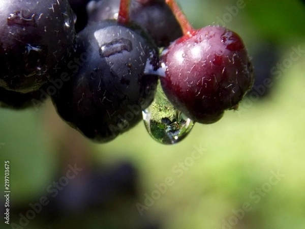 Fototapeta aronia and rain drops
