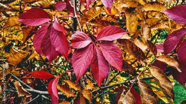 Obraz Jesienne Liście 