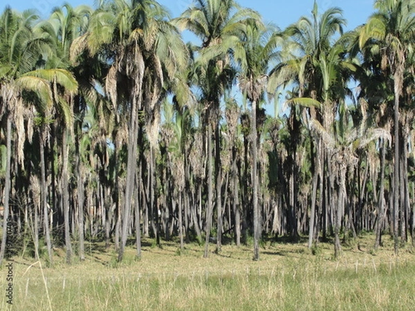 Obraz Paisagens do Sertão