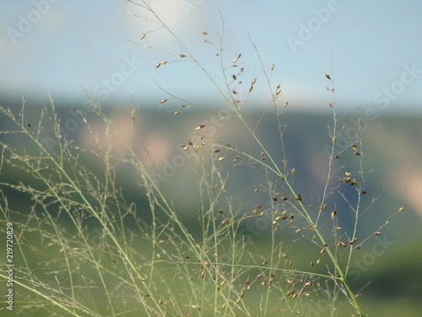 Obraz Relva no Sertão