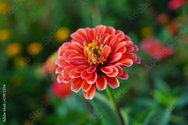 Fototapeta Colorful orange zinnia flowers in summer
