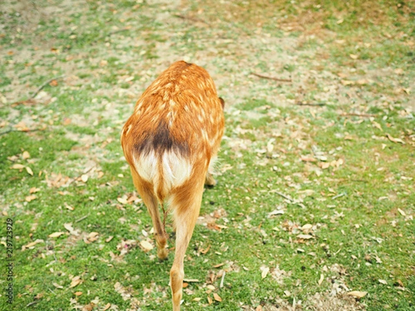 Fototapeta 奈良公園-可愛い鹿の背中-