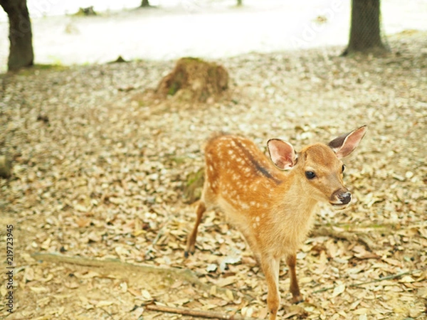 Fototapeta 奈良公園-可愛い鹿-
