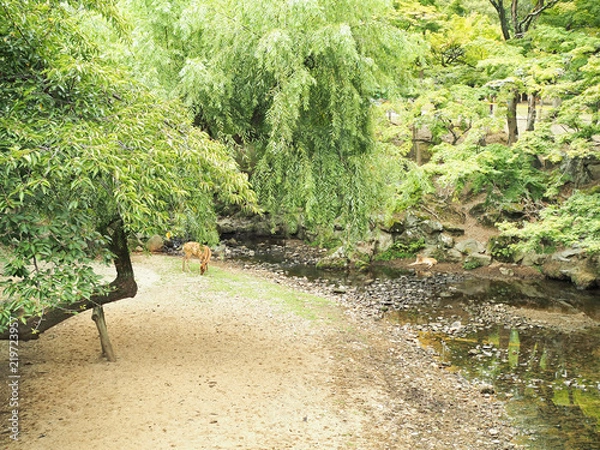 Fototapeta 奈良公園-可愛い鹿がいる風景-