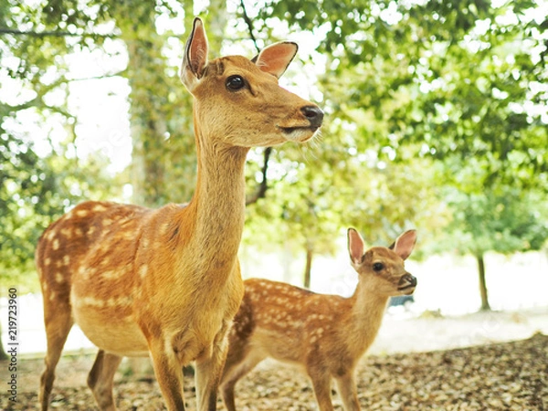 Fototapeta 奈良公園の可愛い鹿