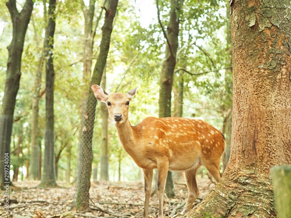Fototapeta 奈良公園の可愛い鹿