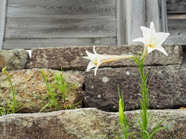 Fototapeta 綺麗に咲いているユリ