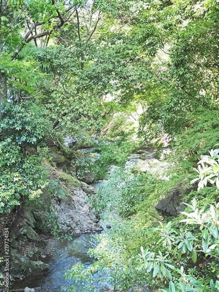 Fototapeta 箕面市の綺麗な森の風景